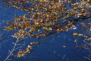 Toplitzsee 77811 2014-11-03.jpg