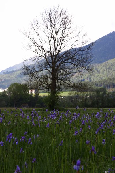 Datei:Trautenfels niederstuttern 57805 2014-05-14.jpg