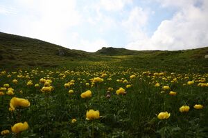 Trollblume blaufeldscharte 58094 2013-07-10.jpg