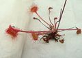 Drosera-Sonnentau80244.JPG