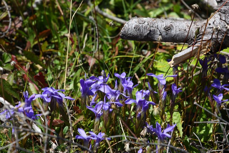 Datei:Gewöhnlicher Fransenenzian 02463 2015-09-12.jpg