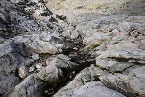 Goldlacken 0235 2013-10-08.jpg