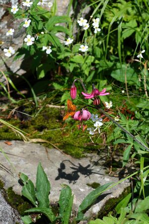 Im stegerkar 23866 2008-07-09.jpg