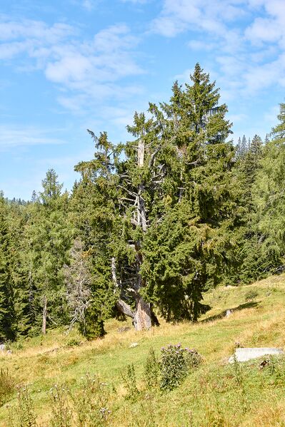 Datei:4 kammfichten nr968-3100-2021-08-03-2.jpg