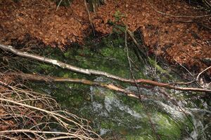 Strummern mühlreith 47239 2017-05-17.jpg