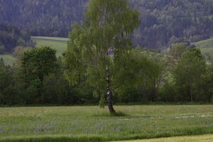 Trautenfels niederstuttern 57794 2014-05-14.jpg