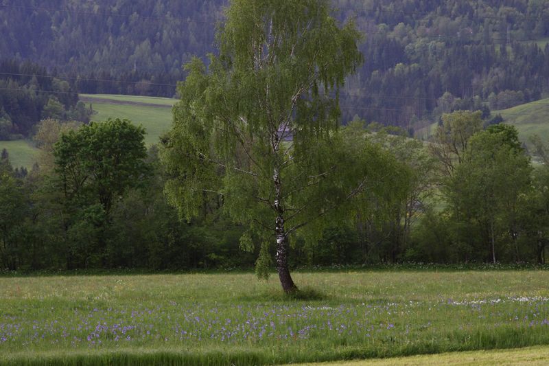 Datei:Trautenfels niederstuttern 57794 2014-05-14.jpg