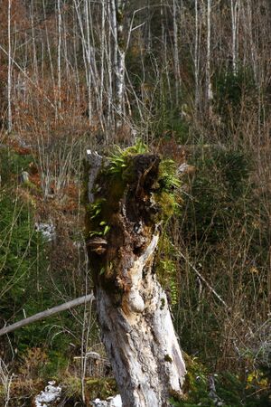 Altaussee seewiese 79068 2014-11-15.jpg