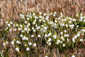 Frühlingsknoten ennsloh-0234-2023-03-10.jpg
