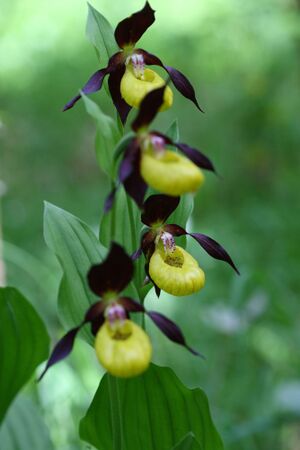 Frauenschuh 2021 2008-05-29.jpg