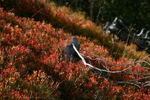 Guschen 19980 2007-09-28.jpg