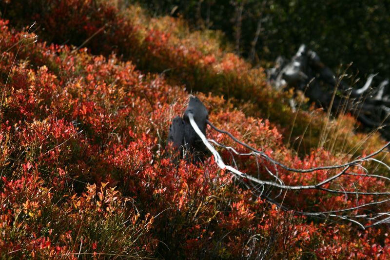 Datei:Guschen 19980 2007-09-28.jpg