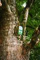 Bergahorn großsölk ID 782 34143 2016-09-03.jpg