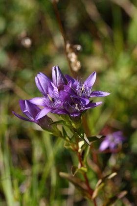 Deutscher Fransenenzian-jagersb 02492 2015-09-12.jpg