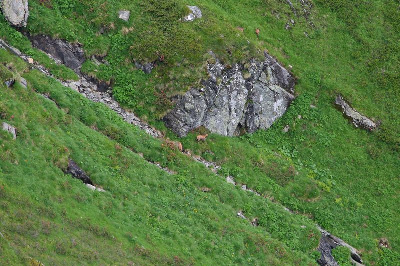 Datei:Im stegerkar 23925 2008-07-09.jpg