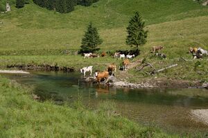 Kuh Schwarzenseebach-0191-2025-07-02.jpg