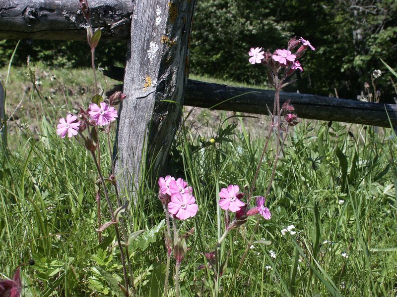 Datei:Sattental 42596 2004-05-31.jpg