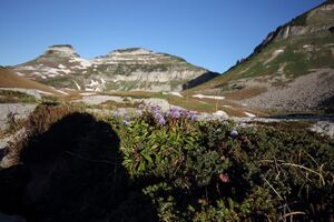 Bräuningalm 50992 2017-06-11.jpg