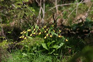 Frauenschuh 2274 2011-05-26.jpg