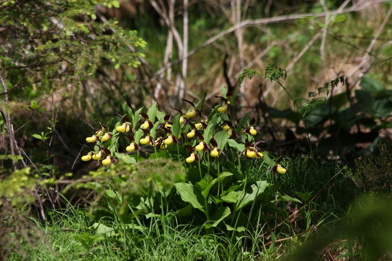 Datei:Frauenschuh 2274 2011-05-26.jpg