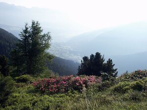 Guschen 2433 2002-06-26.jpg