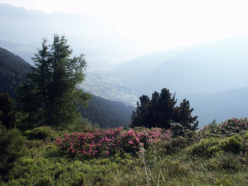 Datei:Guschen 2433 2002-06-26.jpg