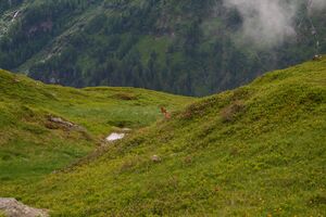 Im stegerkar 23901 2008-07-09.jpg