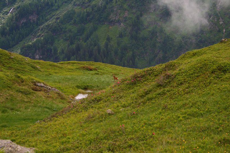 Datei:Im stegerkar 23901 2008-07-09.jpg