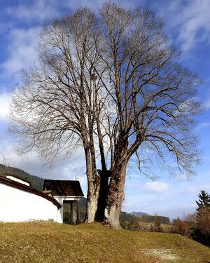 Kriegerdenkmal u. Naturdenkmal Baum Ardning.JPG