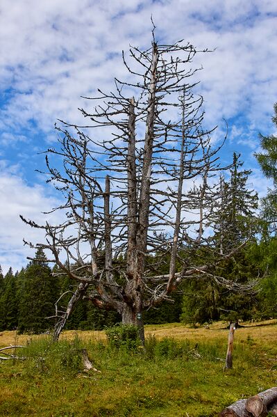 Datei:4 kammfichten nr968-3103-2021-08-03.jpg