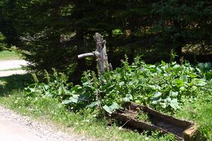 Bliemkaralm 90198 2015-06-08.jpg