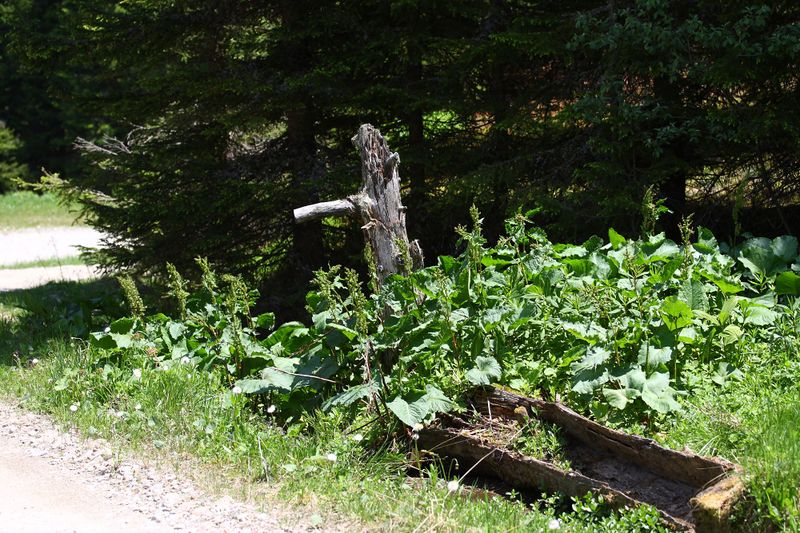 Datei:Bliemkaralm 90198 2015-06-08.jpg