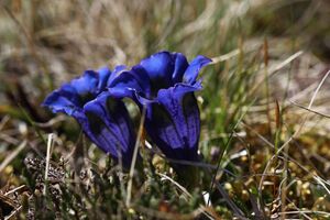 Enzian sattental 46095 2017-05-19.jpg