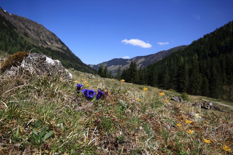 Datei:Enzian sattental 46100 2017-05-19.jpg