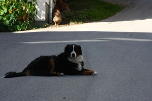Feistererhof ramsau 70762 2014-09-09.jpg