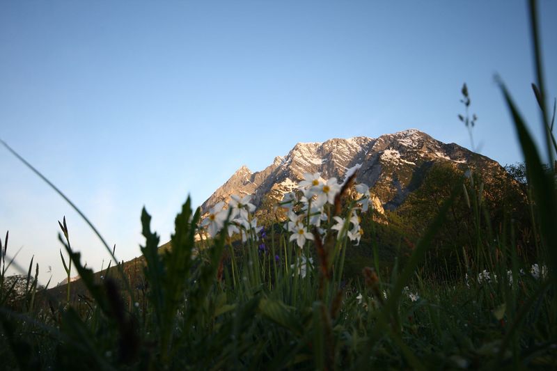 Datei:Feuchtwiesen trautenfels6001.jpg