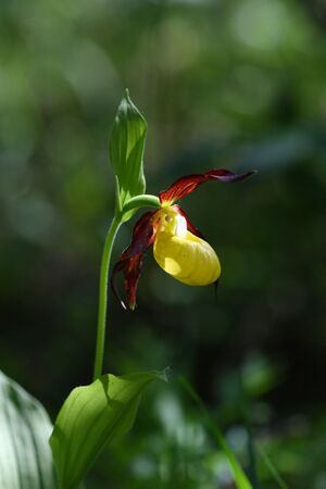 Frauenschuh 2030 2008-05-29.jpg