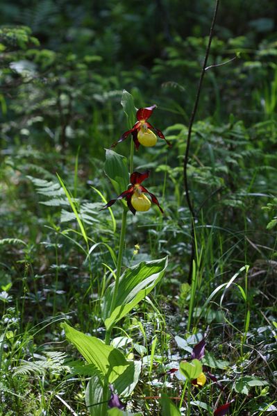 Datei:Frauenschuh 2227 2011-05-26.jpg