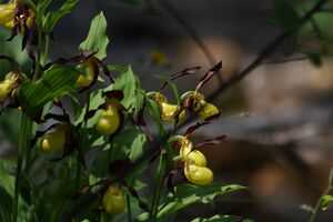 Frauenschuh 2329 2011-05-26.jpg