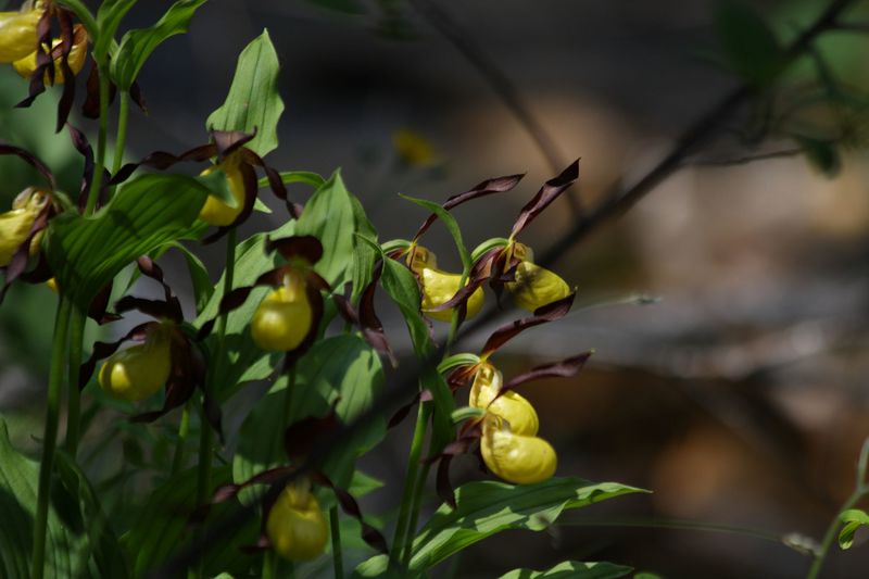 Datei:Frauenschuh 2329 2011-05-26.jpg