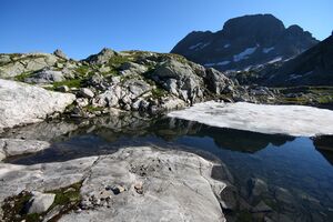 Goldlacken 0395 2008-08-12.jpg