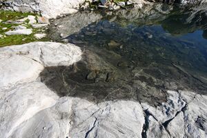 Goldlacken 0396 2008-08-12.jpg