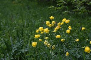 Trautenfels niederstuttern 57888 2014-05-14.jpg