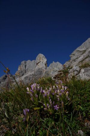 Bischofsmütze 36822 2011-09-11.jpg