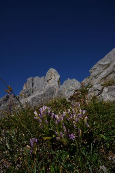 Datei:Bischofsmütze 36822 2011-09-11.jpg