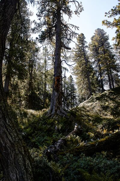 Datei:Brandner urwald-22-2020-09-15.jpg