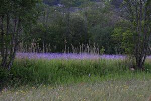 Enns-Altarme Niederstuttern 58435 2014-05-21.jpg