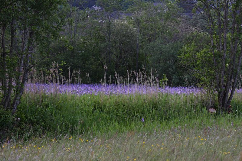 Datei:Enns-Altarme Niederstuttern 58435 2014-05-21.jpg