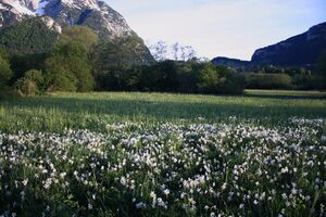 Feuchtwiesen trautenfels6066.jpg