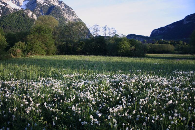 Datei:Feuchtwiesen trautenfels6066.jpg